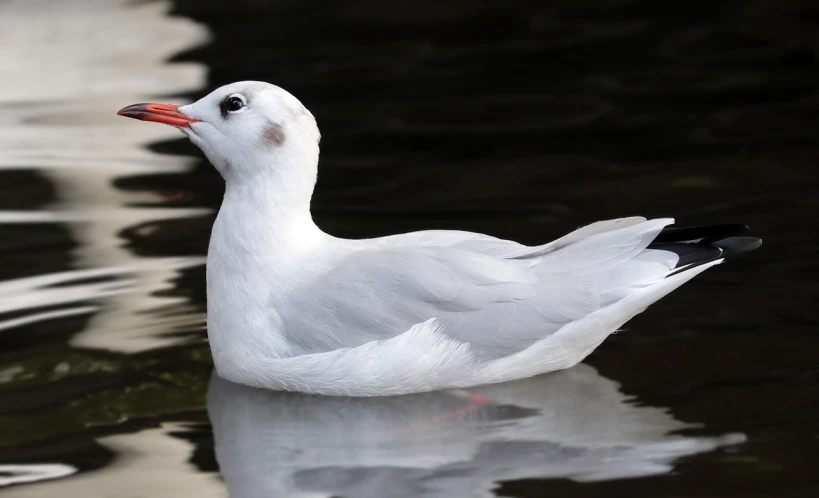 a white bird floating on top of a body of water, a portrait, by Jacob Duck, trending on pixabay, arabesque, 1128x191 resolution, shaven, screensaver, looking cute