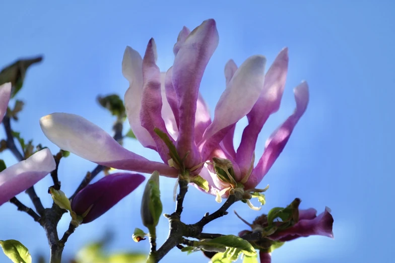 a close up of a flower on a tree, by Jan Rustem, soft lilac skies, magnolia big leaves and stems, beautiful sunny day, blue and pink colors