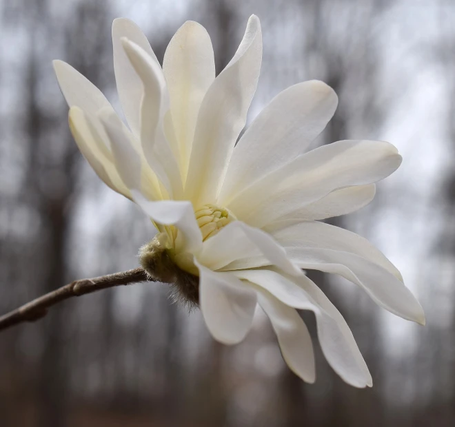 a close up of a white flower with trees in the background, a portrait, romanticism, magnolia, february), chrysanthemum, closeup photo