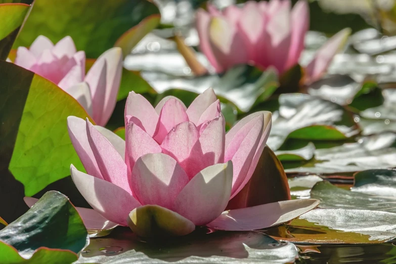 a group of pink waterlilies floating on top of a lake, a picture, inspired by Ethel Schwabacher, shutterstock, hurufiyya, closeup photo, sun lit, pink white and green, powerful detail