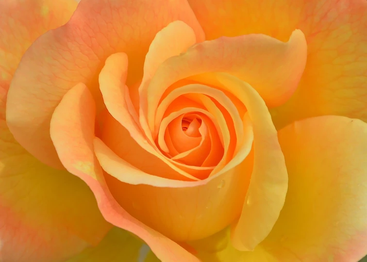 a close up of a yellow rose in a vase, a macro photograph, orange pastel colors, detailed zoom photo, spiral, accurate detail