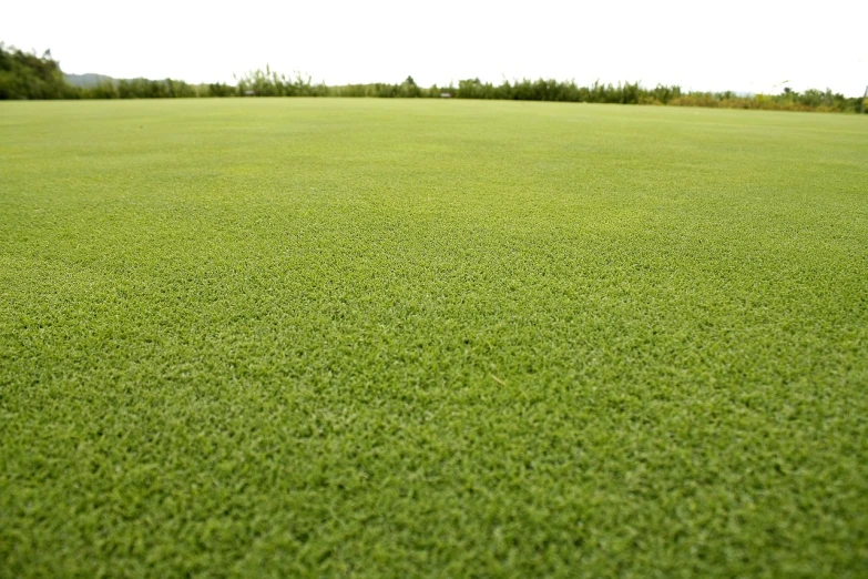 a field of green grass with trees in the background, textured base ; product photos, golf course, softair arena landscape, benjamin vnuk