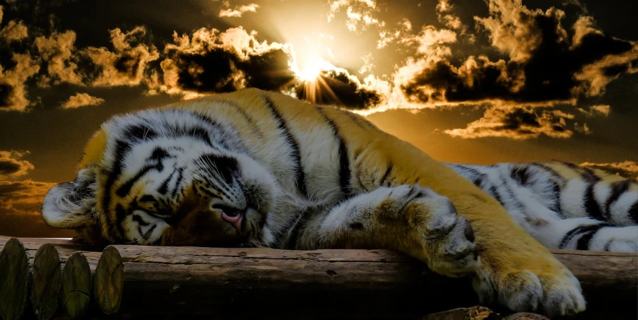 a tiger that is laying down on a log, a picture, by Zahari Zograf, nice sunset, iphone background, 4 0 9 6, sleeping