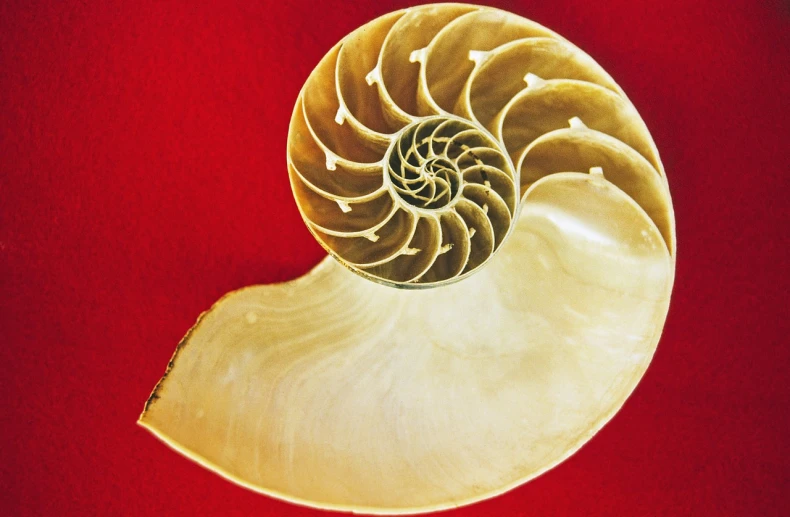 a close up of a shell on a red surface, a macro photograph, art nouveau, fibonacci sequence, spiral horns!, geometrically realistic, ornamental bone carvings