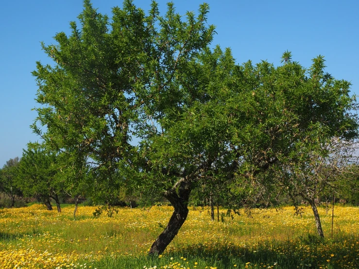 a tree in a field of yellow flowers, ibiza, cannabis - sativa - field, apple tree, high res photo
