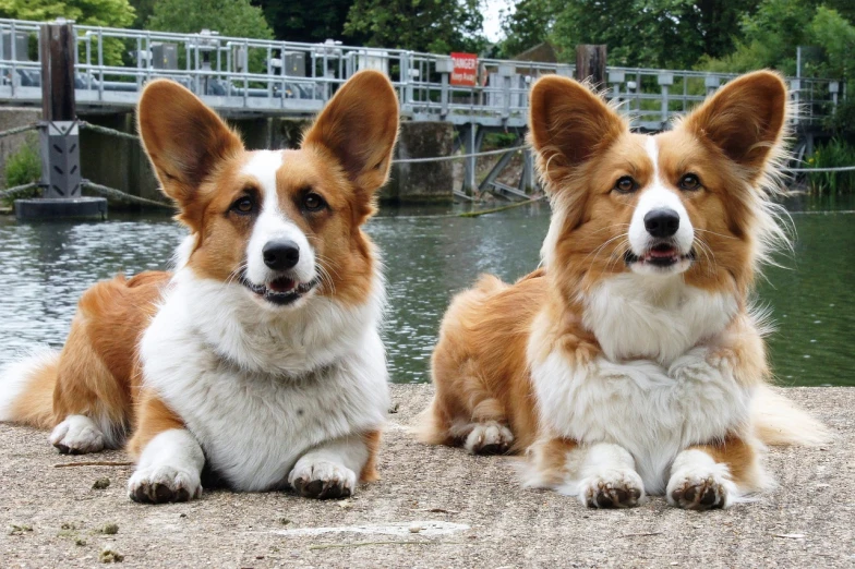 two brown and white dogs sitting next to each other, by Joseph Severn, flickr, corgi, at the waterside, wallpaper - 1 0 2 4, big ears