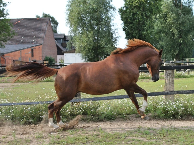 a brown horse running across a lush green field, arabesque, low dutch angle, chestnut hair, style of vogelsang, huge glistening muscles