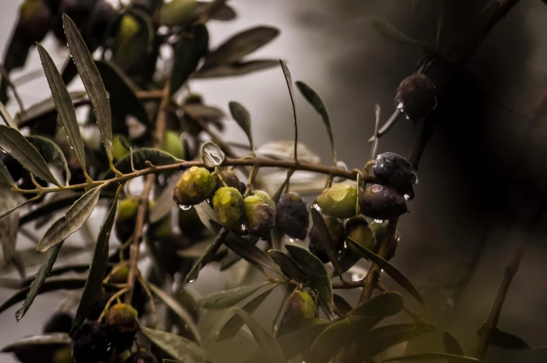 a close up of a bunch of olives on a tree, a still life, by Frederik Vermehren, unsplash, in the rain in the early evening, 2 4 mm iso 8 0 0 color, agrigento, reflection