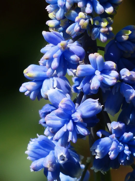 a close up of a bunch of blue flowers, by David Simpson, flickr, hurufiyya, hyacinthe rigaurd, flowering buds, full morning sun, stella alpina flower