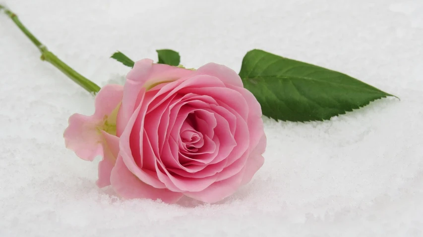 a single pink rose sitting in the snow, product introduction photo, extremely lifelike, basic, soap