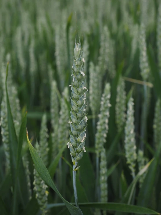 a close up of a plant in a field, by Robert Brackman, shutterstock, malt, white neck visible, highly detailed product photo, in rows