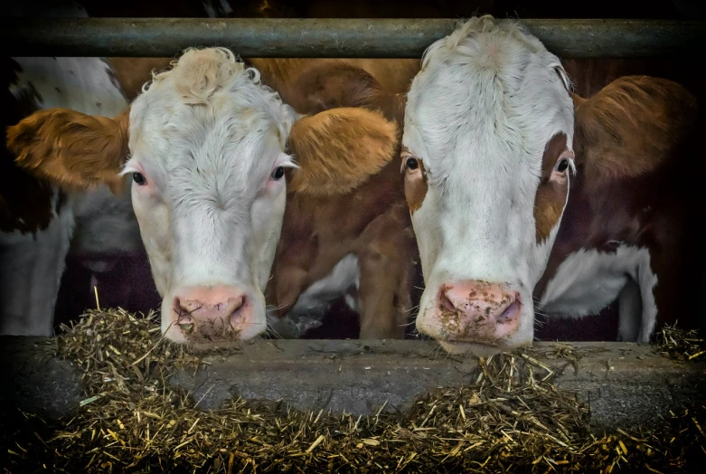 a couple of cows standing next to each other, a portrait, by Abraham van Beijeren, shutterstock, stable diffusion self portrait, feed troughs, dramatic closeup composition, hay