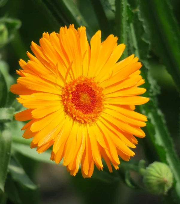 a close up of a yellow flower with green leaves, a portrait, hairy orange body, daisy, often described as flame-like, rocket