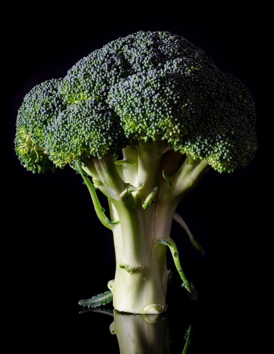 a close up of a piece of broccoli on a table, a portrait, by Robert Brackman, pexels, hyperrealism, standing with a black background, vertical portrait, stems, various posed