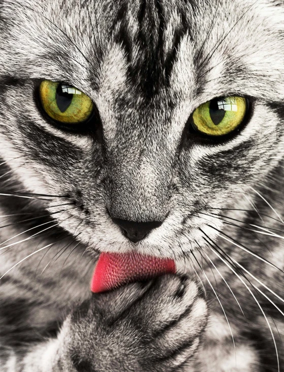 a close up of a cat with green eyes, licking tongue, made with photoshop, serious business, hd image