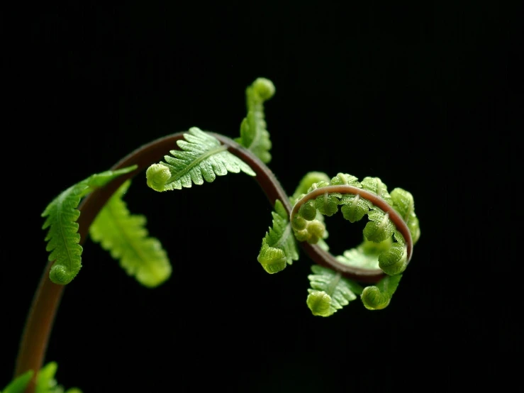 a close up of a plant with a black background, by Robert Brackman, flickr, hurufiyya, ferns, curled perspective, immature, undertailed