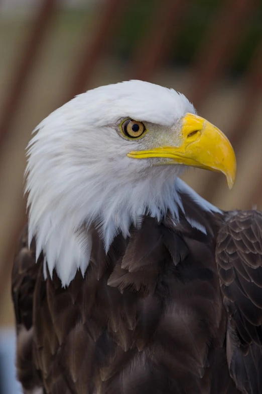 a close up of a bald eagle with a blurry background, a portrait, hurufiyya, photo photo