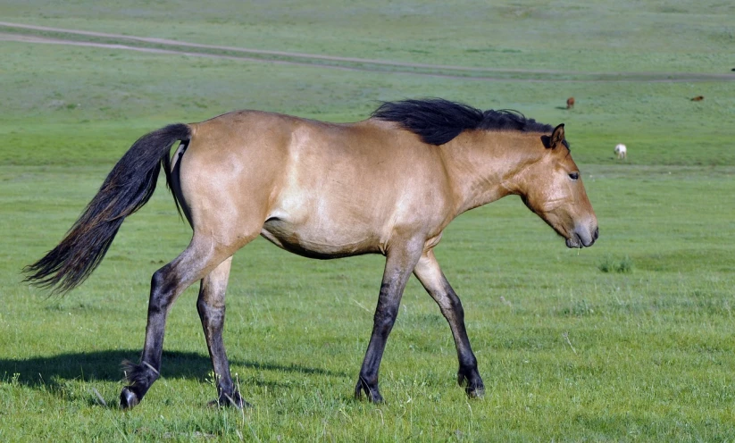 a brown horse walking across a lush green field, by Jim Nelson, ancient mongolian elon musk, high quality photos, emaciated, shaking