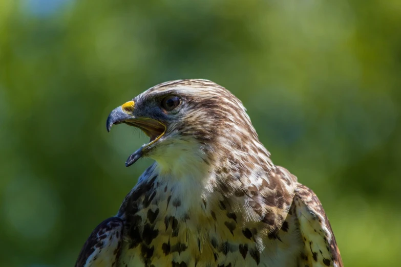 a close up of a bird of prey, a portrait, shutterstock, hurufiyya, side view of a gaunt, outdoor photo, telephoto, raptors