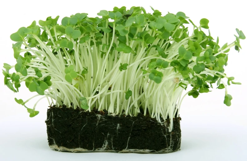 a close up of a bunch of green sprouts, by Kiyoshi Yamashita, shutterstock, salad and white colors in scheme, isolated on white, clover, soil