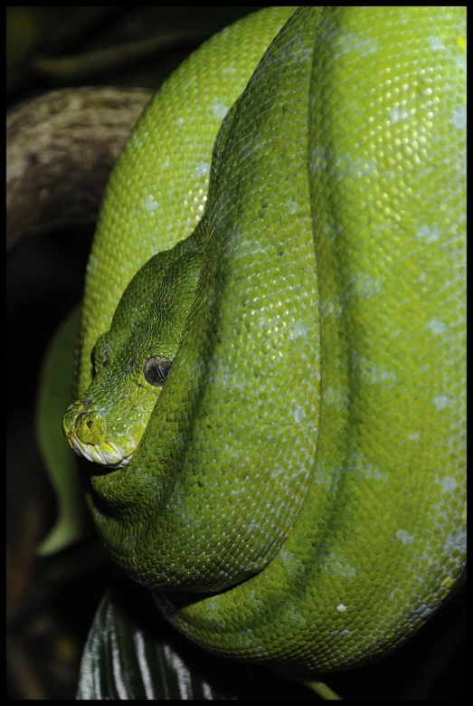 a close up of a green snake on a branch, a photo, flickr, giant snake castle, portrait”