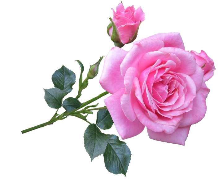 a pink rose with green leaves on a black background, a digital rendering, by Susan Heidi, pixabay, beautiful flower, three fourths view, stems, 😃😀😄☺🙃😉😗