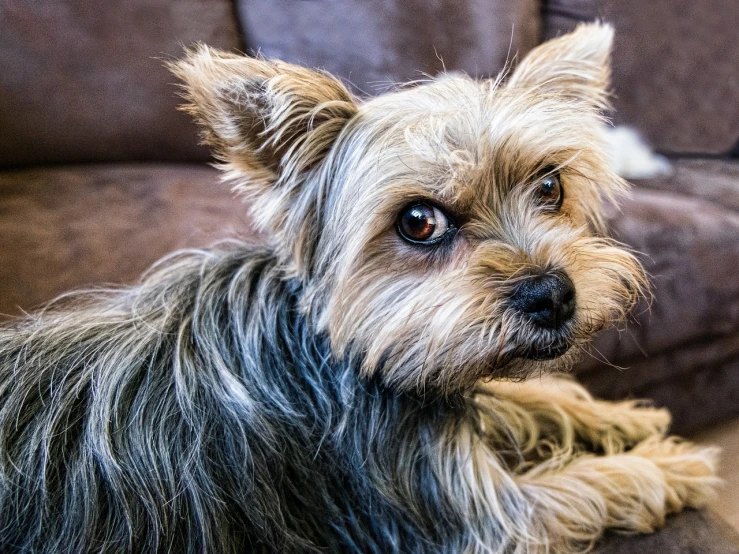 a dog that is laying down on the floor, a portrait, by Matt Cavotta, pexels, photorealism, yorkshire terrier, sitting on the sofa, eyes!, beautiful face!