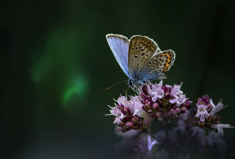 a close up of a butterfly on a flower, a macro photograph, romanticism, blue and pink colors, clover, with dramatic lighting, doing an elegant pose