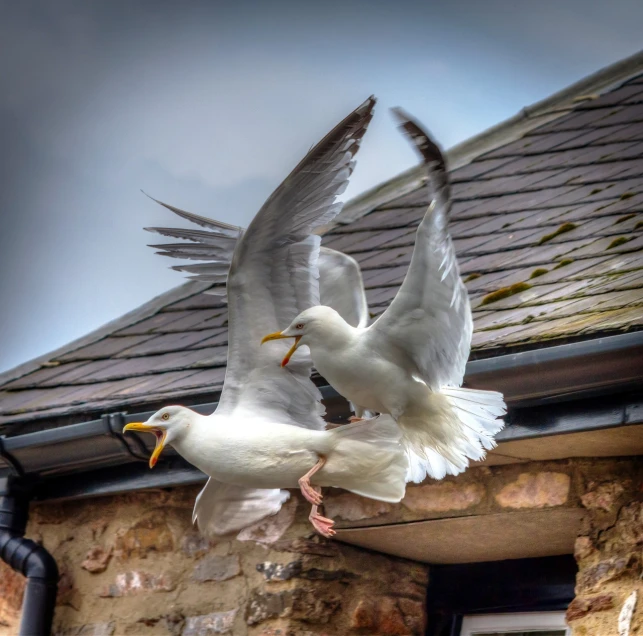 a couple of birds that are flying in the air, by John Gibson, hdr detail, in dunwall, posing for a fight, trying to escape