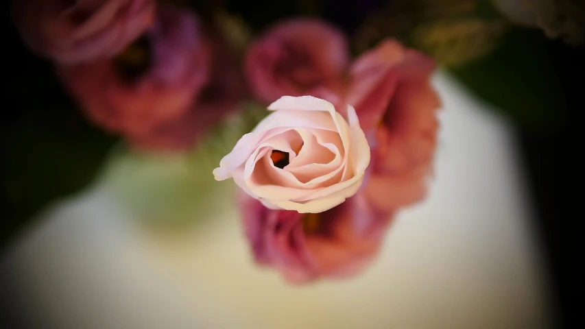 a close up of a pink rose in a vase, a picture, by Julian Allen, ((sharp focus)), looking down at you, vase of flowers, miniature photography closeup