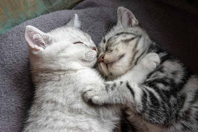 a couple of kittens laying on top of each other, a photo, shutterstock, romanticism, with closed eyes, happy cozy feelings, silver, sleep with love