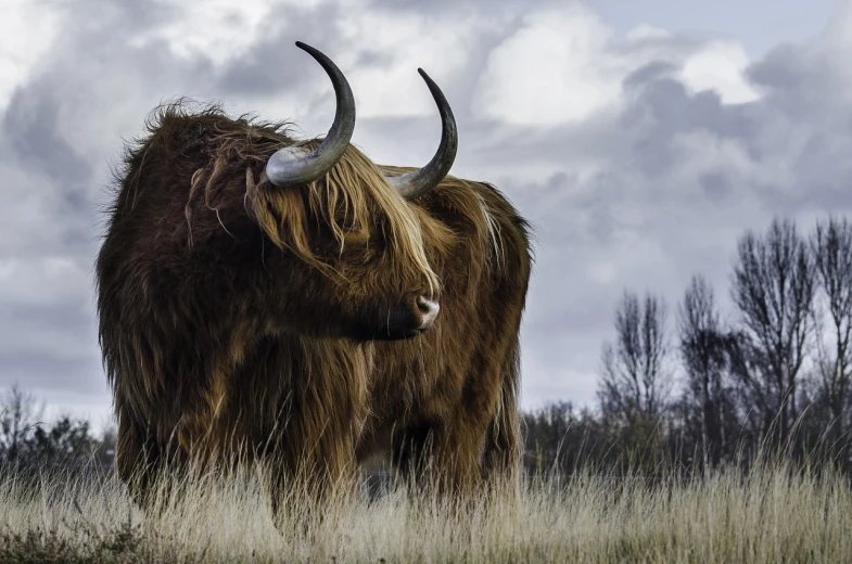 a yak standing on top of a grass covered field, a portrait, by Jesper Knudsen, pixabay contest winner, romanticism, against a stormy sky, cow horns, side view close up of a gaunt, stock photo