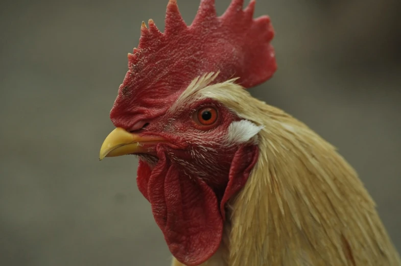 a close up of a rooster with a red comb, a portrait, by David Budd, pixabay, photograph credit: ap, a blond, benjamin vnuk, close - up face