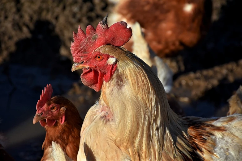 a group of chickens standing next to each other, a picture, by Jan Rustem, head macro, sunny morning, two male, flash photo