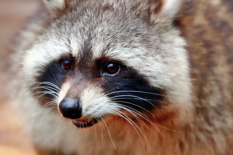 a close up of a raccoon looking at the camera, a portrait, hurufiyya, side profile shot, very sharp photo, sharp focus ”