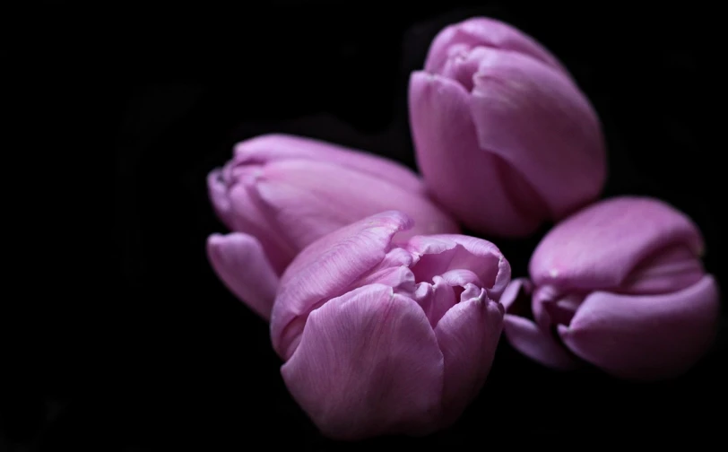 a close up of a bunch of pink tulips, a portrait, by Daniël Mijtens, black purple studio background, three fourths view, honored, resting