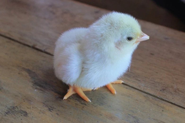 a small chicken sitting on top of a wooden table, by Anna Haifisch, flickr, albino white pale skin, hatched pointed ears, bottom angle, smooth shank