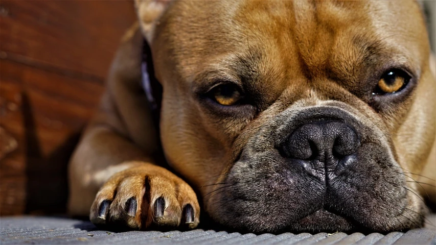 a close up of a dog laying on the floor, by Matt Stewart, pexels, photorealism, boxer, sharp claws close up, beautiful face!, wallpaper - 1 0 2 4