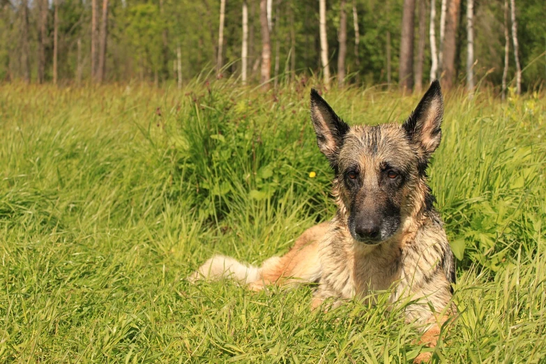 a dog that is laying down in the grass, inspired by Elke Vogelsang, renaissance, german shepherd, sitting in the forrest, wet skin and windblown hair, sunny summer day