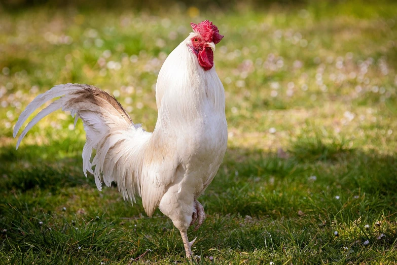 a white rooster standing on top of a lush green field, a stock photo, by Andries Stock, shutterstock, glamorous pose, standing on two legs, in the yard, closeup photo