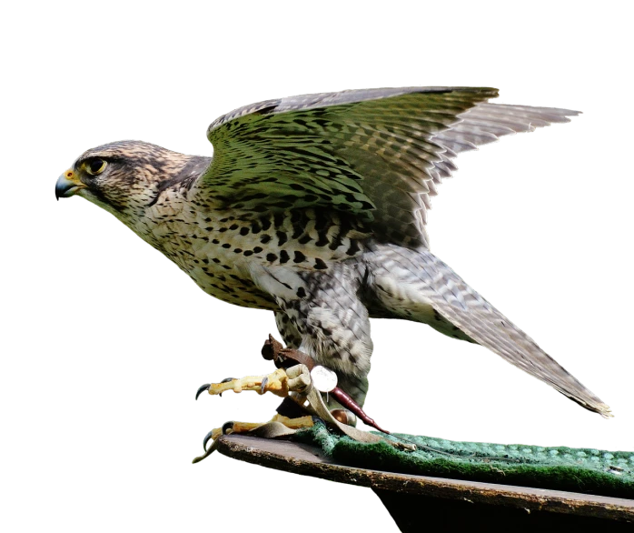 a close up of a bird of prey on a perch, shutterstock, highly realistic photo realistic, on black background, stock photo