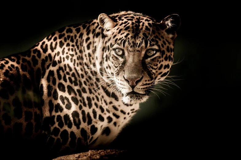 a close up of a leopard in the dark, shutterstock contest winner, !!natural beauty!!, menacing pose, high contrast!, hyperrealistic!