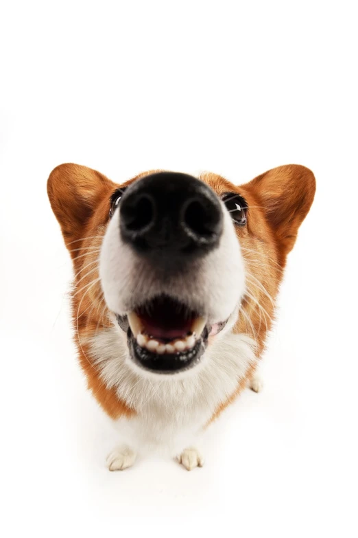 a brown and white dog looking up at the camera, a stock photo, by Joe Bowler, shutterstock, visual art, corgi, mouth wide open, large aquiline nose!!, anthropomorphic dog cleaning
