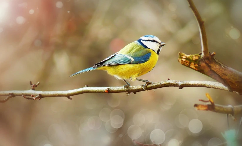 a small blue and yellow bird perched on a tree branch, a pastel, trending on pixabay, bokeh photo, bright vivid colours, style of titmouse animation, modern high sharpness photo