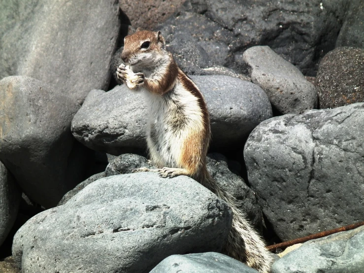 a squirrel sitting on top of a pile of rocks, flickr, mingei, peru, rubbing hands!!!, hawaii, closeup at the food