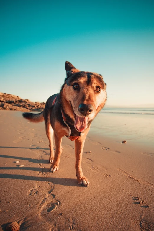 a dog standing on top of a sandy beach, a stock photo, shutterstock, round teeth and goofy face, warm sundown, wide angle dynamic action shot, on a hot australian day