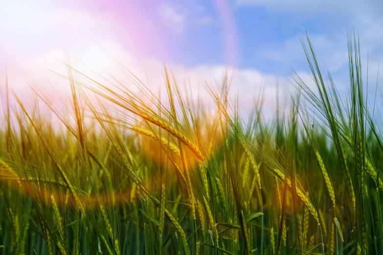 a field of green grass with the sun in the background, shutterstock, color field, on the vast wheat fields, still of rainbow ophanim, ears shine through the light, golden hour photo