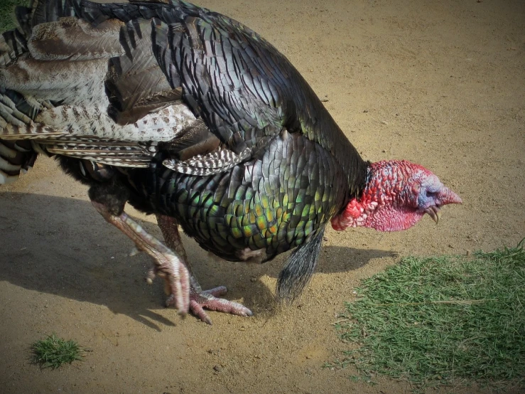 a close up of a turkey on a dirt ground, by Tom Carapic, flickr, vivid colors!, real picture taken in zoo, iphone photo, !female