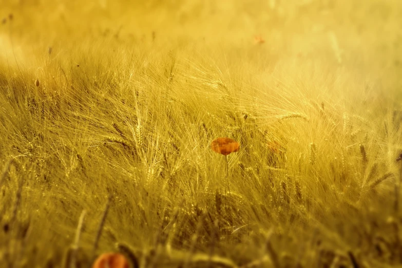 a field of wheat with a single poppy in the middle, digital art, by Eugeniusz Zak, shutterstock contest winner, romanticism, yellow mist, abstract texture, golden leaves, background image