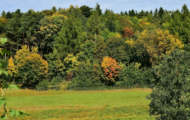 a horse standing on top of a lush green field, by Werner Gutzeit, pixabay, color field, maple trees with fall foliage, in a woodland glade, lower saxony, landscape from a car window